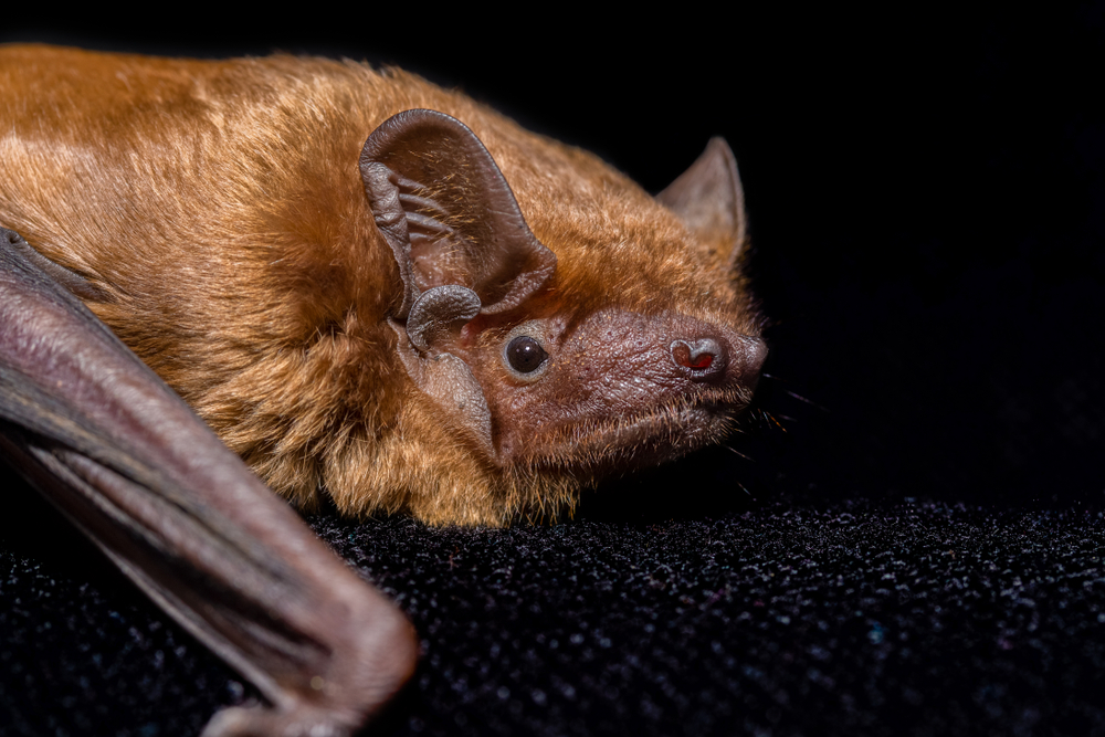 Bat, mammal, with it's head, ears and eyes coming into the frame from the left-hand side.